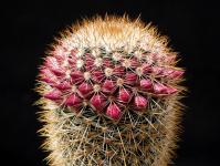 Thumbnail of 1419_Mammillaria purpurescens_20130510(1).JPG
